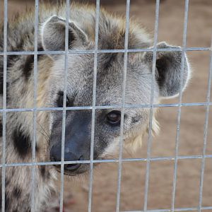 Spotted Hyena 2