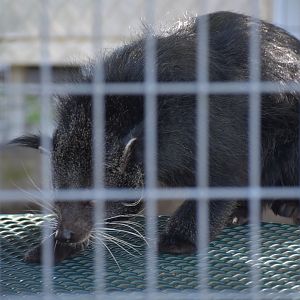 Less Than Stellar Shot Of A Binturong