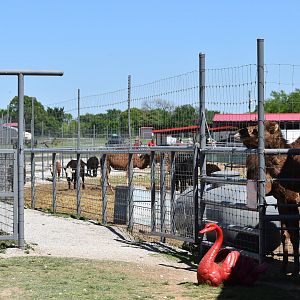 Long Feedable Animal Route