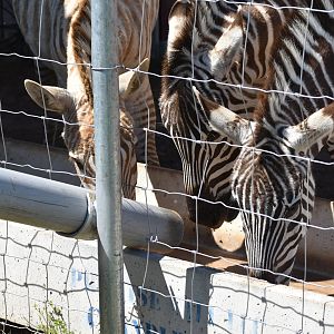 Zebra Feeding Frenzy