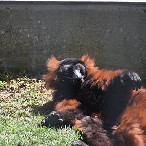 Red Ruffed Lemur