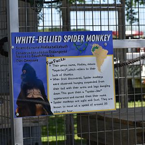 White-Bellied Spider Monkey Informational Sign