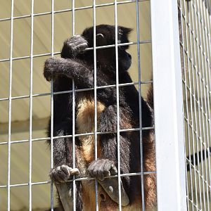 White-Bellied Spider Monkey