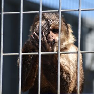 White Faced x Tufted Capuchin Hybrid
