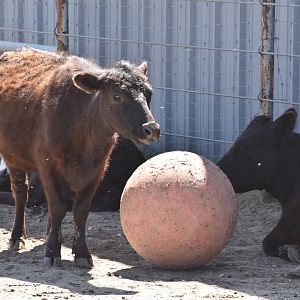 Cows and Ball