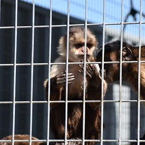 Two Capuchins