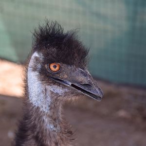 Emu