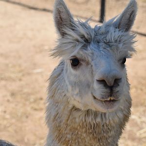 Llama