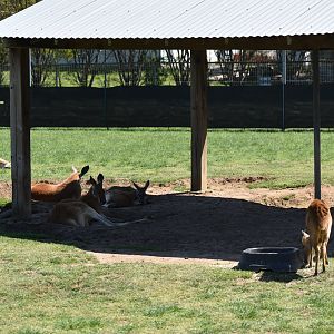 Reeve’s Muntjac + Red Kangaroo