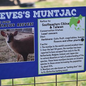 Muntjac Informational Sign