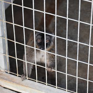 Brown Lemur