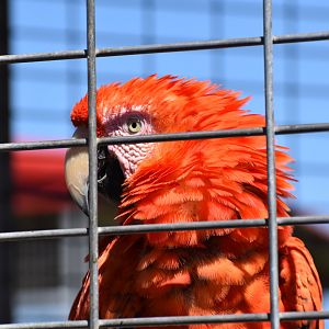 Scarlet Macaw