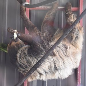Linnaeus’ Two-Toed Sloth