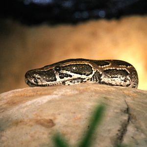 African Rock Python (Python sebae)