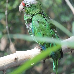 Puerto Rican Parrot (Amazona vittata)