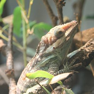 Oriente Knight Anole (Anolis smallwoodi)
