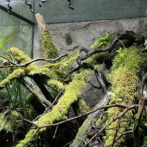 paludarium at Reptopia for Vietnamese Mossy Frogs