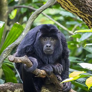 Black howler (Alouatta caraya)