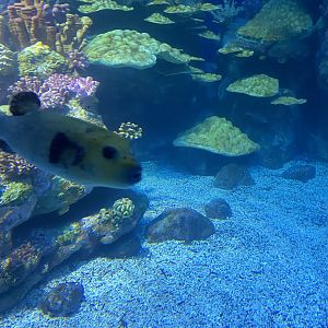 Galápagos Islands- Guineafowl Puffer Jumpscare