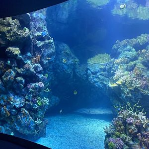 Galápagos Islands- One Ocean Aquarium