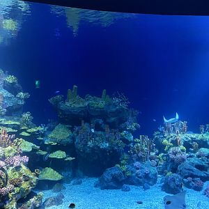 Galápagos Islands- One Ocean Aquarium