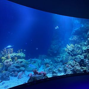 Galápagos Islands- One Ocean Aquarium