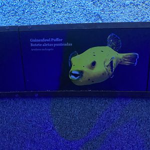 Galápagos Islands- Fish Signage