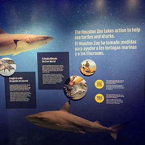 Galápagos Islands- Shark and Sea Turtle Signage