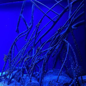 Galápagos Islands- Seahorse Enclosure