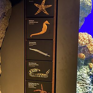 Galápagos Islands- Species List