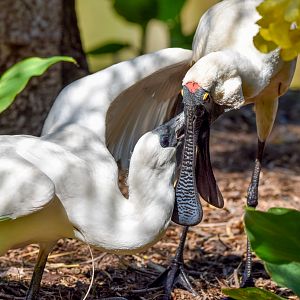 Royal Spoonbill feeding chick