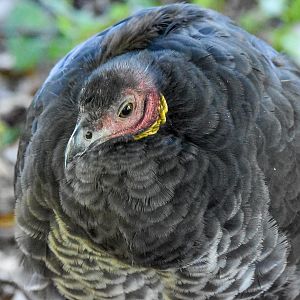 Australian Brush-Turkey