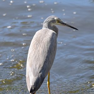 White-faced Heron