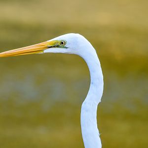 Great Egret
