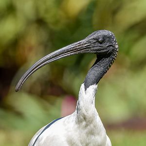 Australian White Ibis