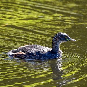 Australasian Grebe