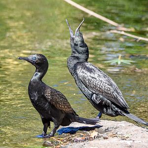 Little Black Cormorants