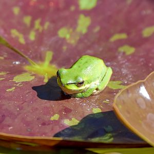 Eastern Dwarf Tree Frog