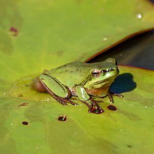 Eastern Dwarf Tree Frog