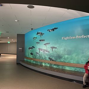 Galápagos Islands- Flightless Perfection