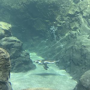 Galápagos Islands- Humboldt Penguin Enclosure