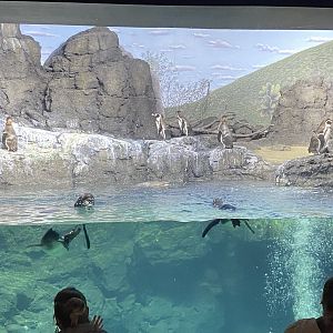 Galápagos Islands- Humboldt Penguin Enclosure