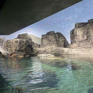 Galápagos Islands- Humboldt Penguin Enclosure