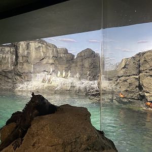 Galápagos Islands- Humboldt Penguin Enclosure