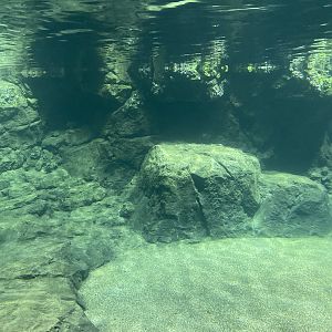 Galápagos Islands- Humboldt Penguin Enclosure
