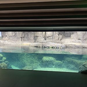 Galápagos Islands- Humboldt Penguin Enclosure