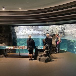 Galápagos Islands- Humboldt Penguin Enclosure