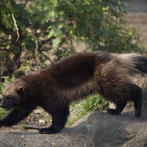 Wolverine/ Gulo gulo