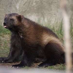 Wolverine/ Gulo gulo