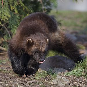 Wolverine/ Gulo gulo